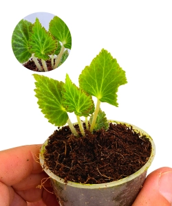Begonia pearcei