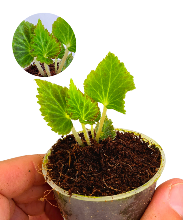 Begonia pearcei.png