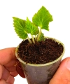 Begonia pearcei sadzonka.png