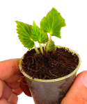 Begonia pearcei sadzonka.png