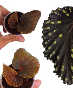 Begonia Atridarth