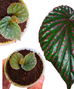 Begonia sp. Saripoi