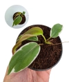 Philodendron micans Halo variegata.png