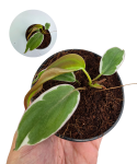 Philodendron micans Halo variegata.png