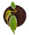 Philodendron micans Halo variegata liść.png