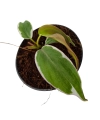 Philodendron micans Halo variegata zbliżenie.png