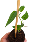 Epipremnum pinnatum Taiwan liście.png