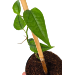 Epipremnum pinnatum Taiwan zbliżenie.png