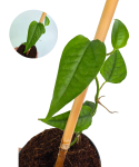 Epipremnum pinnatum Taiwan.png