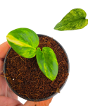 Epipremnum Teruno Camouflage liście.png
