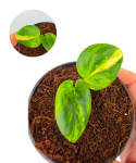 Epipremnum Teruno Camouflage.png