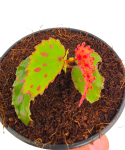 Begonia Pink Dottie w doniczce 8cm.png