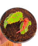 Begonia Pink Dottie zbliżenie.png