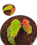 Begonia Pink Dottie.png