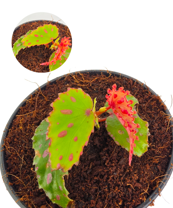 Begonia Pink Dottie.png