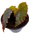 Begonia Amda zbliżenie.png