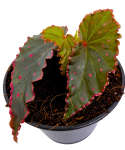 Begonia Amda zbliżenie.png