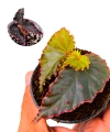 Begonia Amda.png