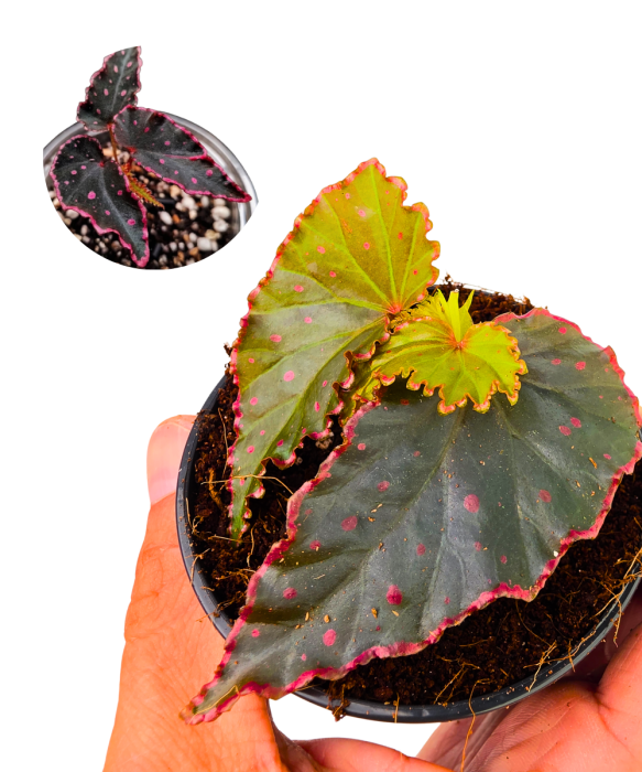 Begonia Amda.png