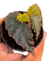 Begonia Amda liście.png