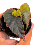 Begonia Amda liście.png