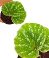 Begonia sp. Malaysia 6 liście.png