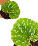 Begonia sp. Malaysia 6 liście.png