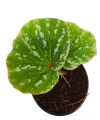 Begonia sp. Malaysia 6 zbliżenie.png