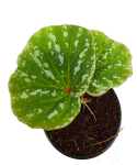 Begonia sp. Malaysia 6 zbliżenie.png
