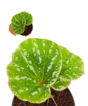 Begonia sp. Malaysia 6.png