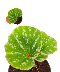 Begonia negrosensis x amphoxius (1) (1)