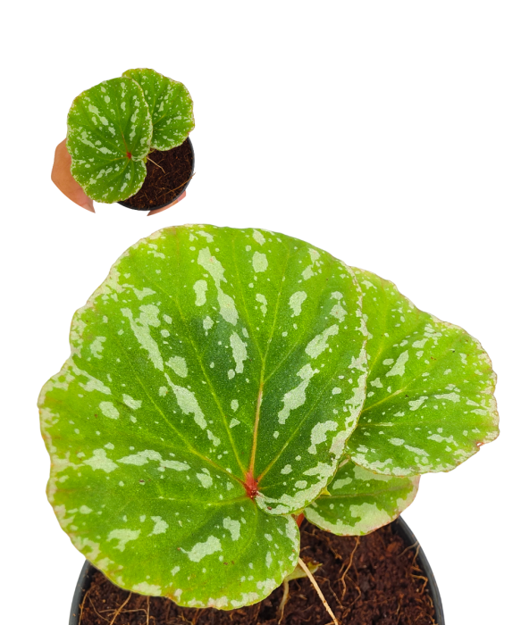 Begonia sp. Malaysia 6.png