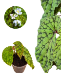 Begonia U038