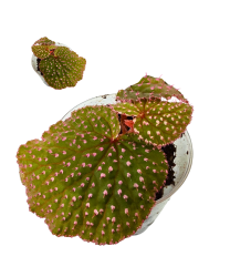 Begonia negrosensis x amphoxius (1) (1) (1)