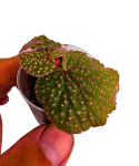 Begonia ocellata Pink liście