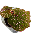Begonia ocellata Pink zbliżenie