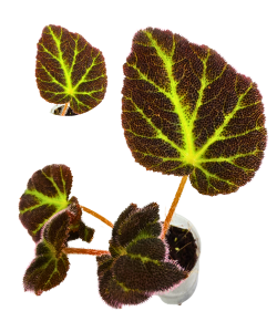 Begonia decora selected
