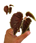 Begonia darthvaderiana x sp. Atricha