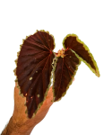 Begonia darthvaderiana x sp. Atricha zbliżenie
