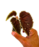 Begonia darthvaderiana x sp. Atricha liście