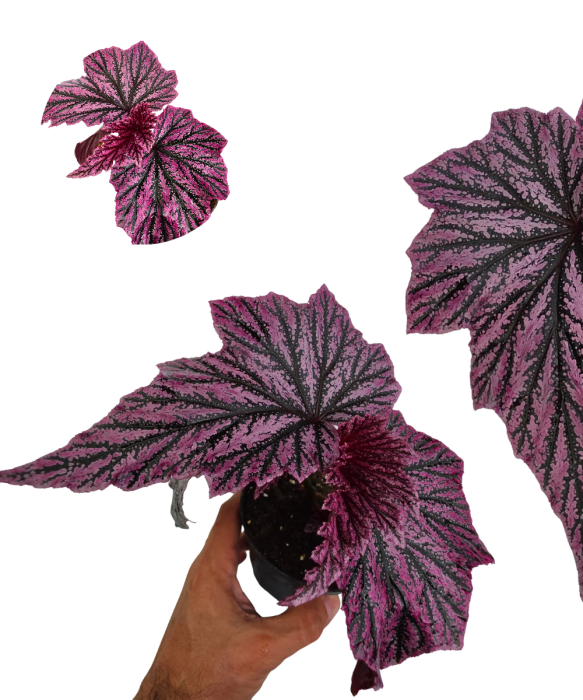 Begonia Pink Minx selected