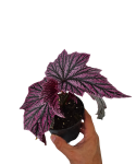 Begonia Pink Minx selected zbliżenie