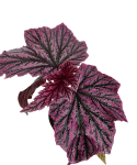 Begonia Pink Minx selected liście