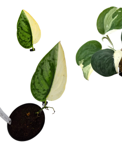 Scindapsus Jung Jung Buih selected