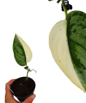 Scindapsus Jung Jung Buih selected zbliżenie