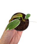 Philodendron micans Halo variegata w doniczce 8cm