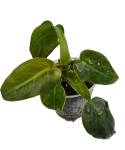 Philodendron maximus zbliżone
