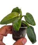 Philodendron maximus liście