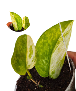 Scindapsus rajatapura selected