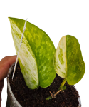 Scindapsus rajatapura zbliżenie